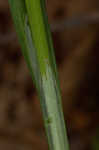 Manhart's sedge